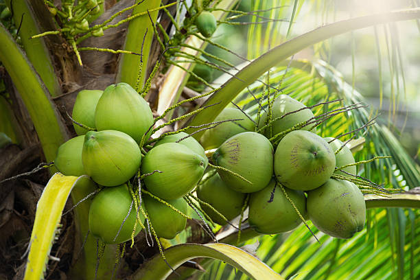 Coconuts
