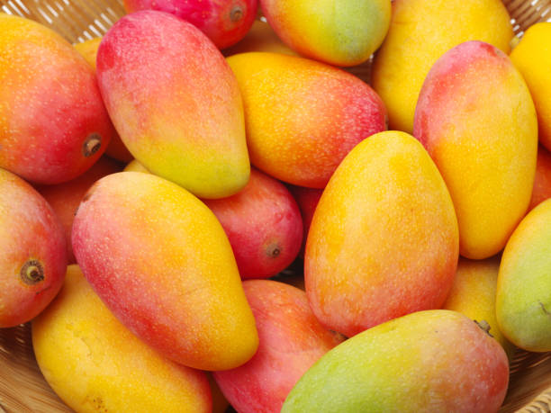fresh mangoes exporter