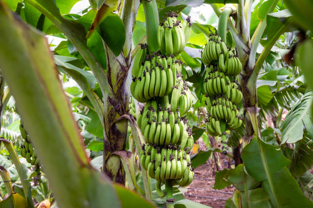 fresh banana exporter from india 