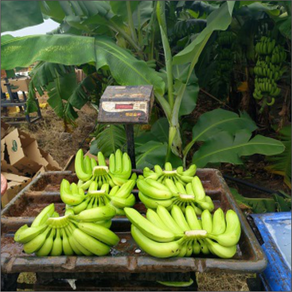 Technology Solutions